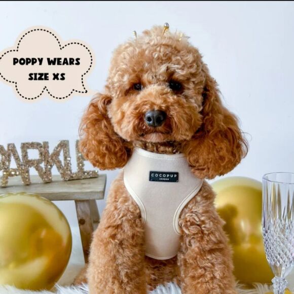 Cocopup Luxe Velvet Adjustable Neck Harness and Leash Set - Champagne Size XS - Picture 11 of 11